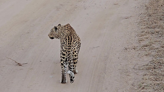 Leopard sighting #6